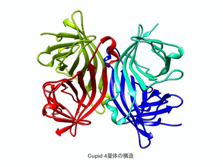 Cupidとは