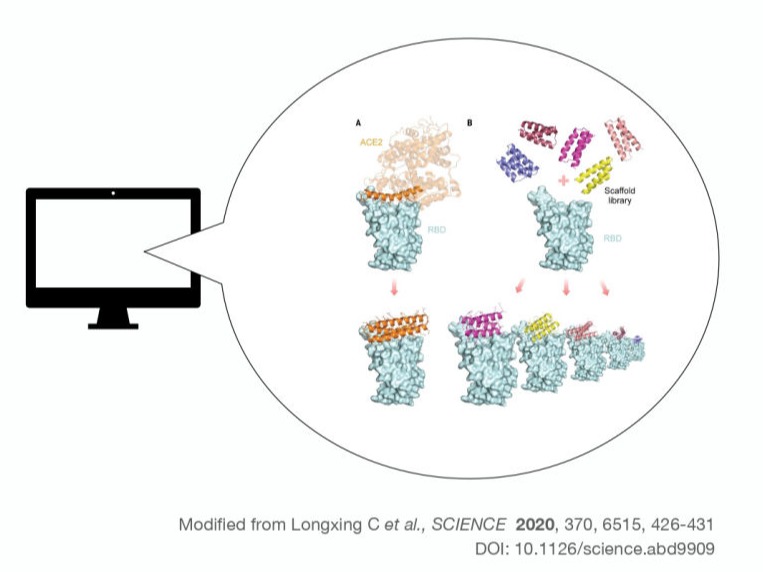 Designed Protein