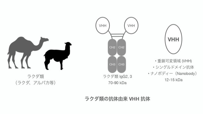 VHH抗体とは