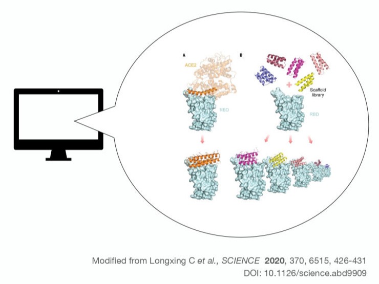 designed protein