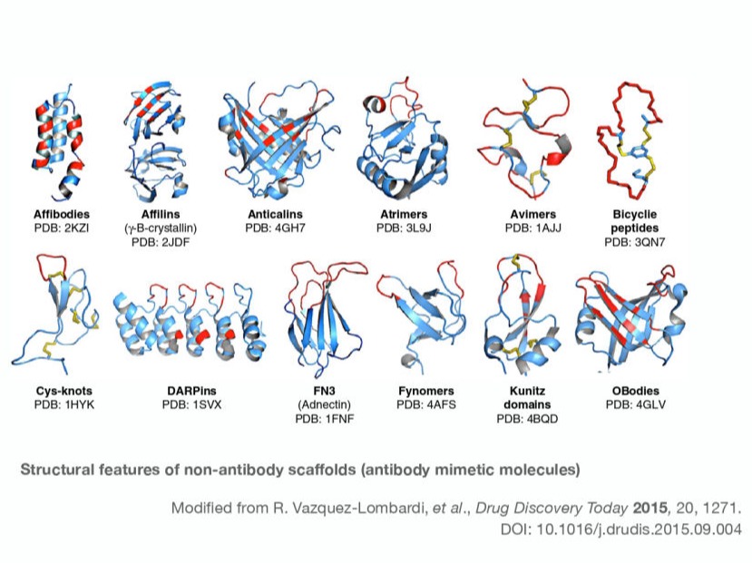 antibody mimetics