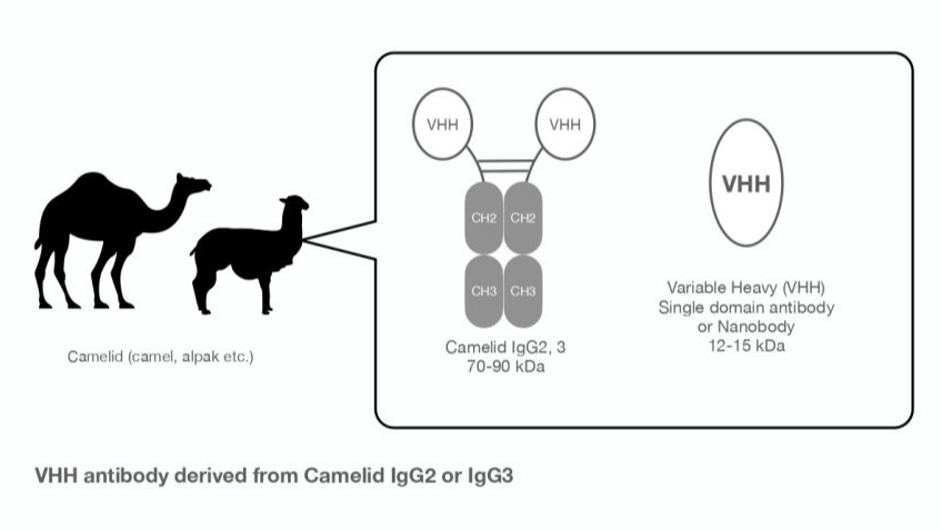 VHH antibody